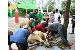 MAN 1 Deli Serdang Laksanakan Penyembelihan Hewan Qurban, Satu Ekor Lembu dan Dua Ekor Kambing.