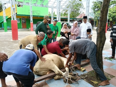 MAN 1 Deli Serdang Laksanakan Penyembelihan Hewan Qurban, Sa 
